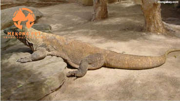 Chuyên mua bán giống kỳ đà thuần chủng tại TpHCM